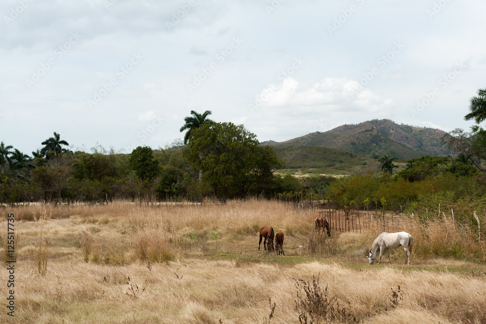 Horses in pasture on Trinidad countryside, Cuba
