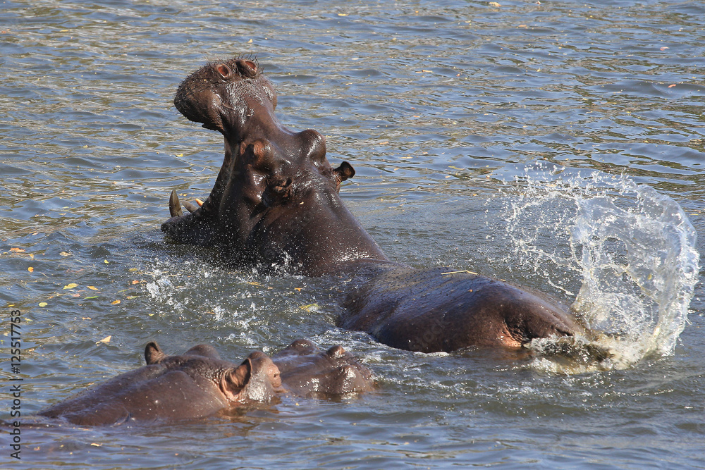 Fototapeta premium hippo