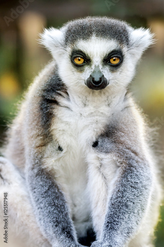 Funny Lemur Portrait on Blurred Background