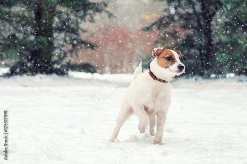 Jack Russell Terrier frolic in the snow-covered park
