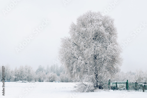 Lonely tree under first snow