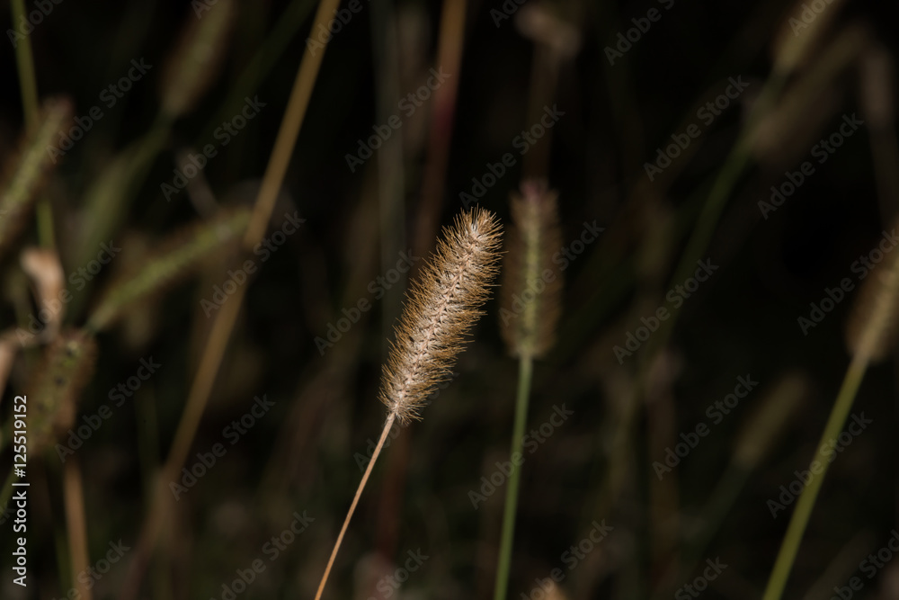 Isolated barley grass on grass background. field of grass