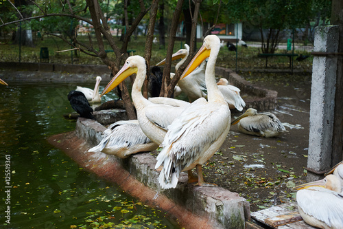 Beautiful white pelicans