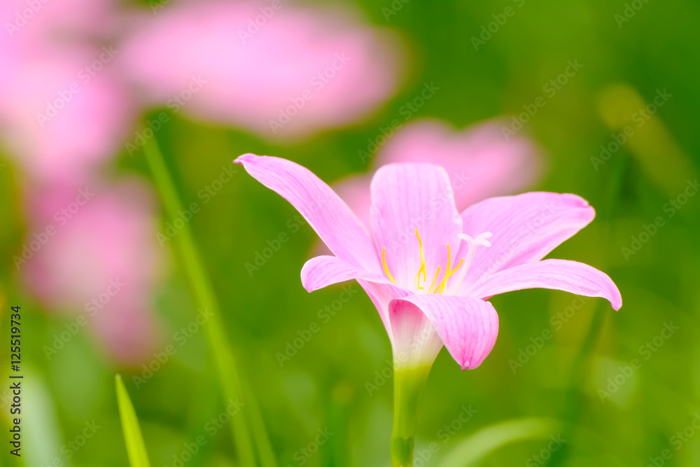 Pink zephyranthes carinata on a nature background. Pink zephyranthes carinata on a nature background.