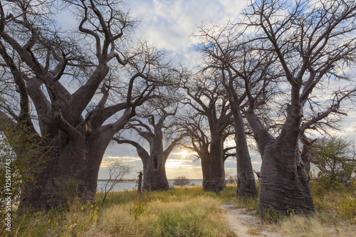 Baines Baobab s at sunset