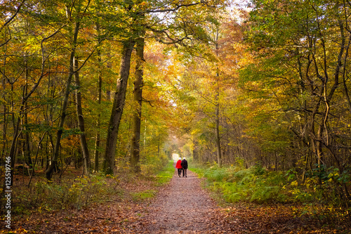 Billede på lærred ballade couple retraite promenade joie bonheur forêt bois saiso