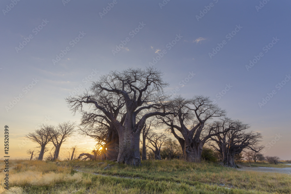 Obraz premium Baines Baobab's at sunrise