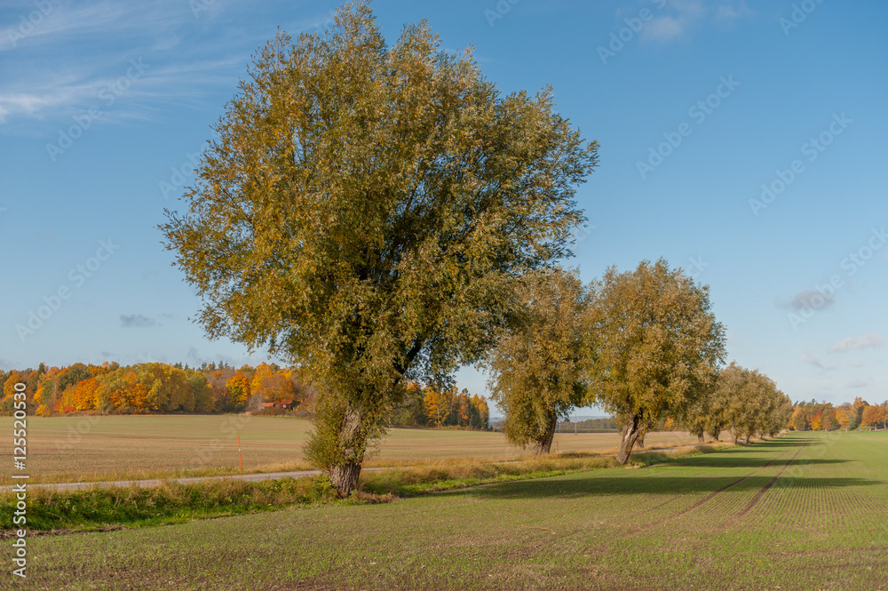 The countryside of Vikbolandet, Ostergotland during autumn in Sweden