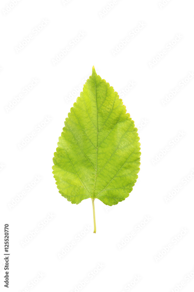 Fototapeta premium Autumn leaf isolated on white background