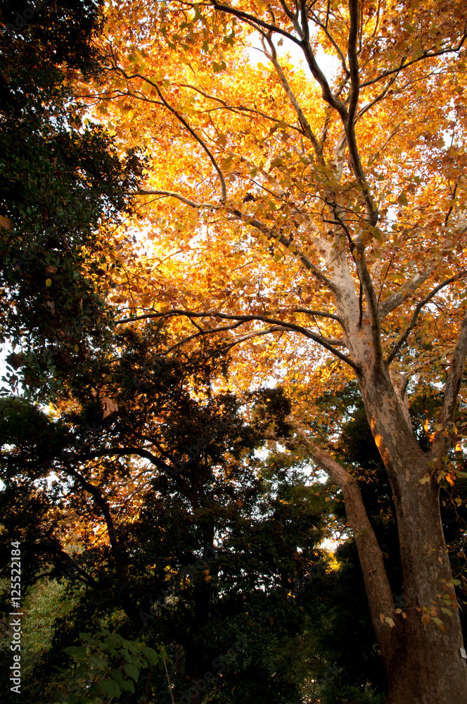 Naklejka premium 紅葉