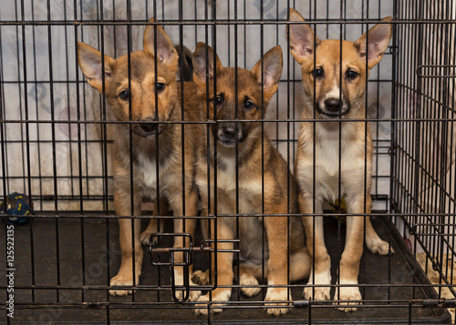 Three puppies in a cage