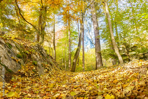 herbstlicher Wanderweg im Wald