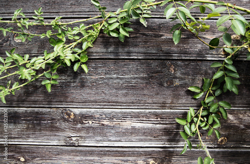 vintage old wooden wall with green plant