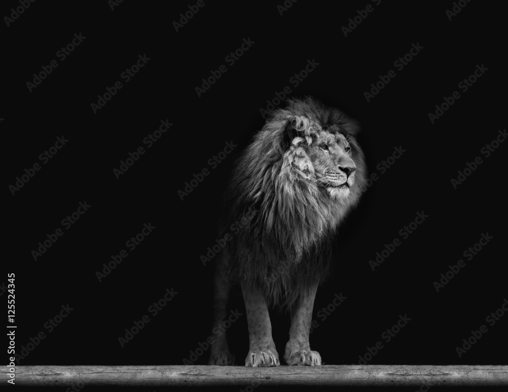 Obraz premium Portrait of a Beautiful lion, in the dark