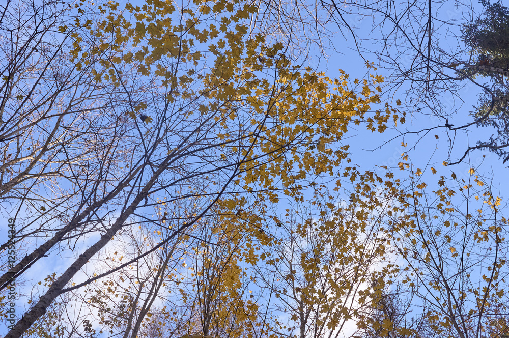 Autumn Tree tops against the sky Autumn Tree tops against the sky