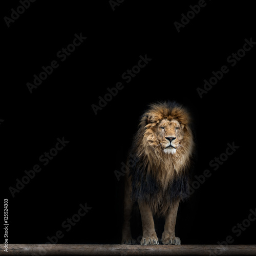 Portrait of a Beautiful lion  in the dark