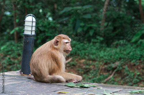 a monkey