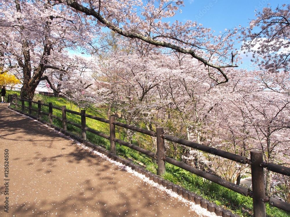 Cherry blossom in Funaoka Joshi Park in Miyagi prefecture, Japan Cherry blossom in Funaoka Joshi Park in Miyagi prefecture, Japan
