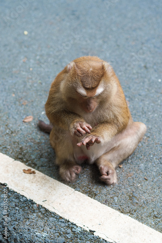 a monkey © Photostamp