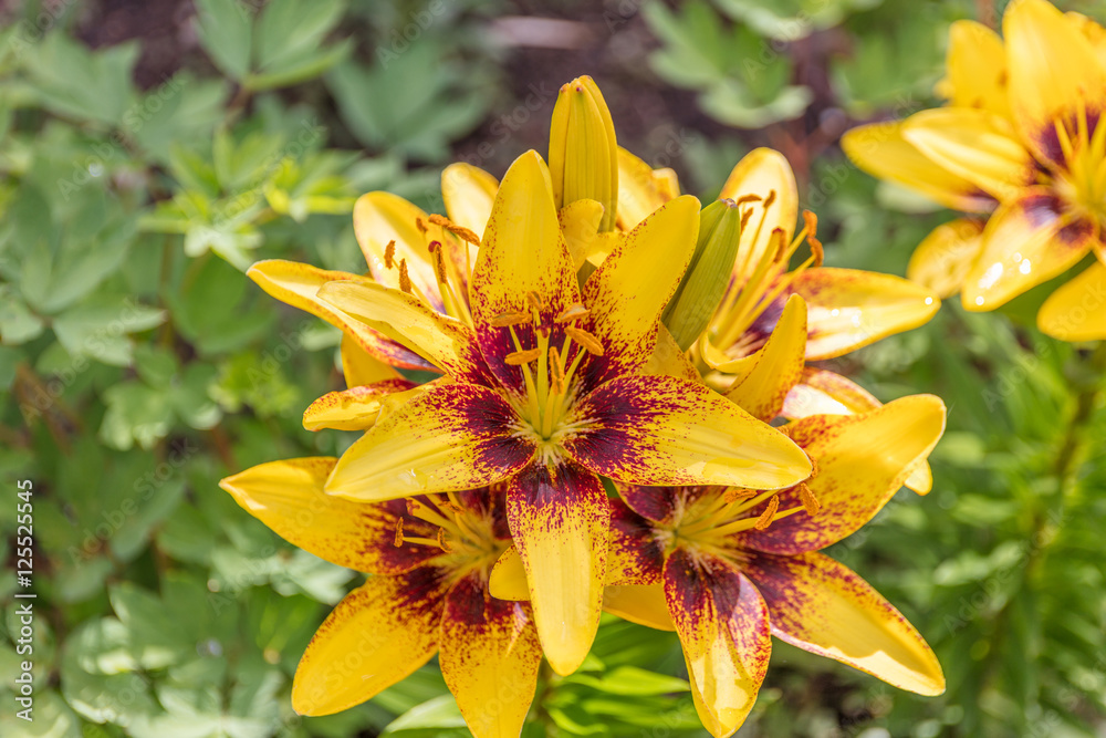 Beautiful flowers of Lilium in green garden in sunny summer day Beautiful flowers of Lilium in green garden in sunny summer day