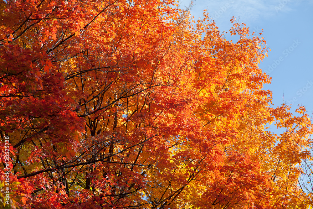 Herbstlaubfärbung