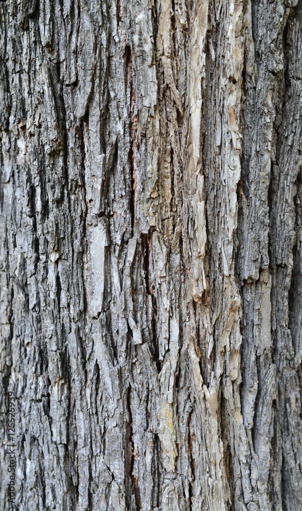 tree bark texture tree bark texture