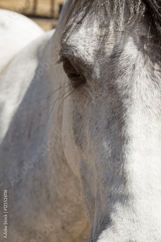 White Horse Close up