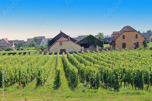Vignoble Alsacien, Bergheim, Alsace