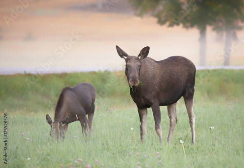 Grazing Moose with calf