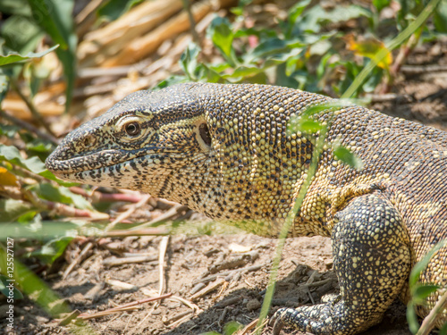 Portrait of a large colorful monitor lizard
