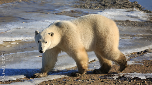 Eisbär © Andreas Edelmann