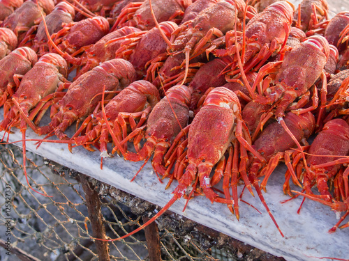 Red rock lobsters or crayfish stacked on a table photo
