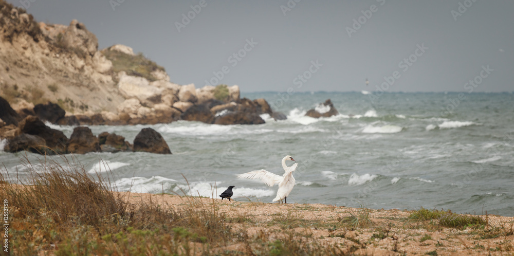 White swan and black crows on the seashore