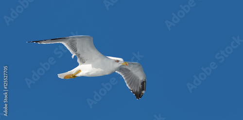 Seagull Flying in blue sky