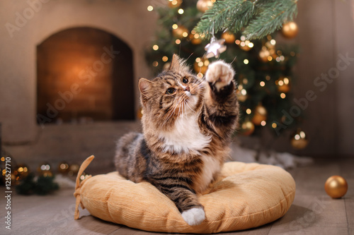 Fototapeta Naklejka Na Ścianę i Meble -  Tabby and happy cat. Christmas season 2017, new year, holidays and celebration
