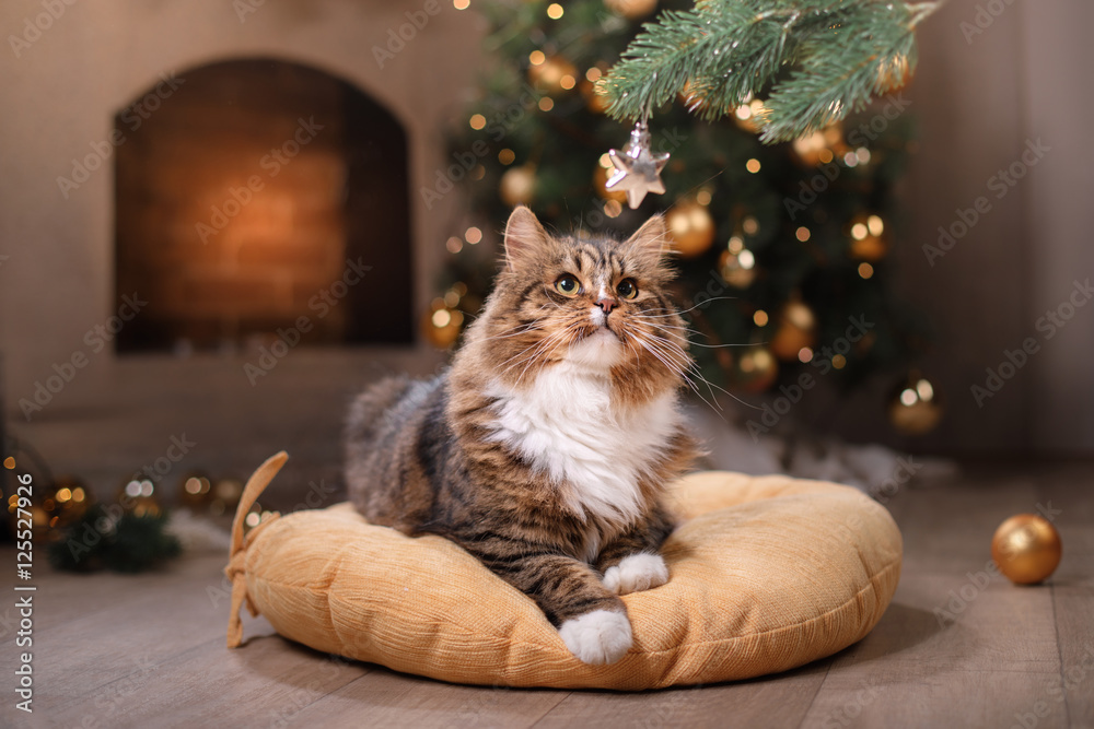 Obraz premium Mora i szczęśliwy kot. Boże Narodzenie 2017, nowy rok