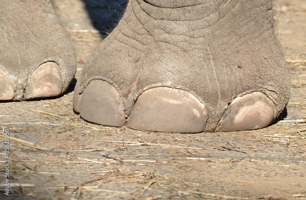 Pieds d'éléphant Pieds d'éléphant