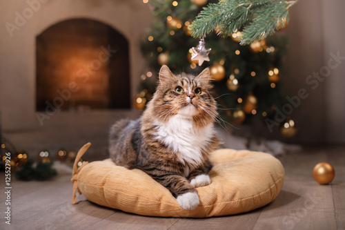 Fototapeta Naklejka Na Ścianę i Meble -  Tabby and happy cat. Christmas season 2017, new year