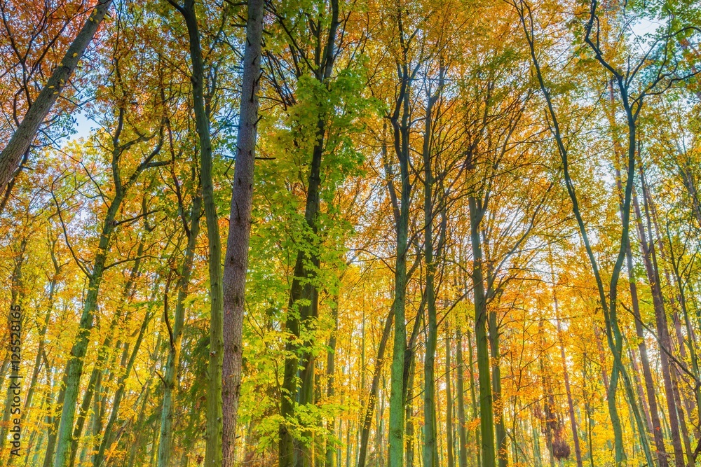 Beautiful fall forest branches seen from bottom