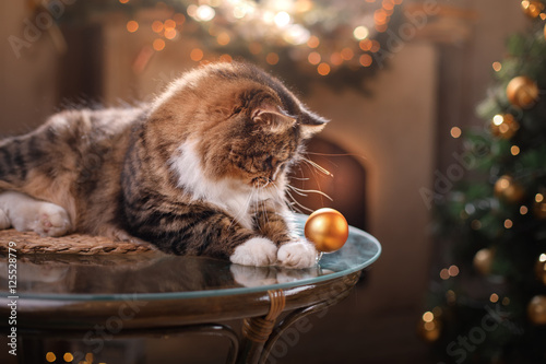 Fototapeta Naklejka Na Ścianę i Meble -  Tabby and happy cat. Christmas season 2017, new year, holidays and celebration