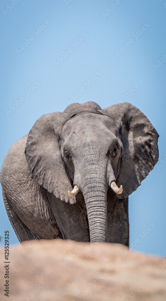 Close up of an Elephant.