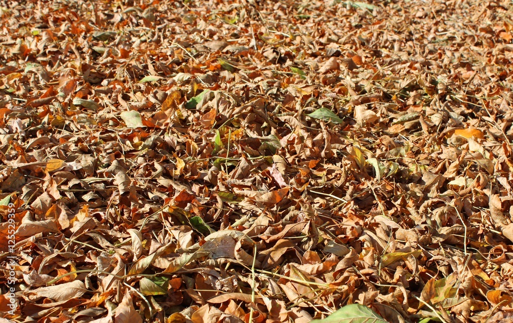 Autumn views Autumn views