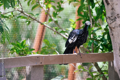 Pipile Cumanensis or Piping Guan on outdoors background photo