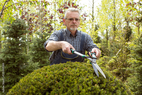 Gardener cuts a large shrub shears