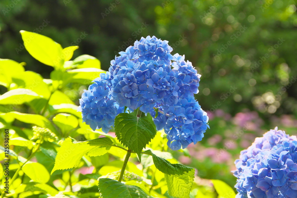 紫陽花 紫陽花
