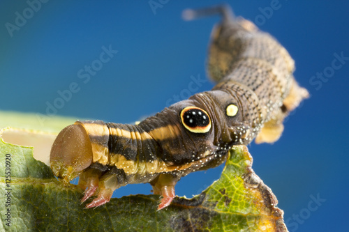 Vine Hawk Moth's False eye caterpillar (Hippotion rosetta)