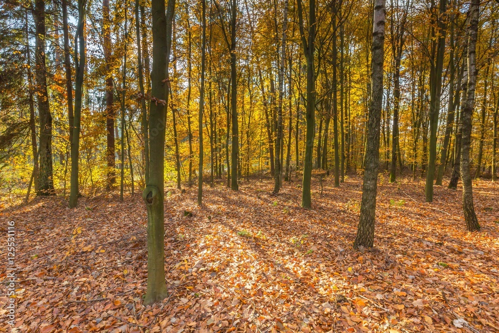 Obraz premium Beautiful european forest at fall