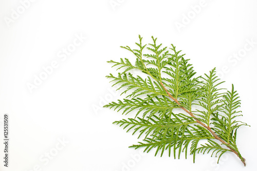 thuja leaf on white background