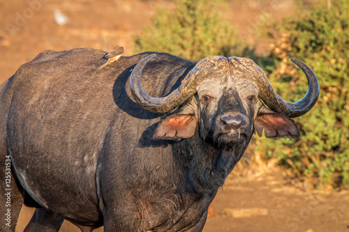 Buffalo starring at the camera.