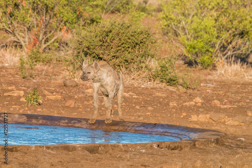 Spotted hyena at a waterhole. photo